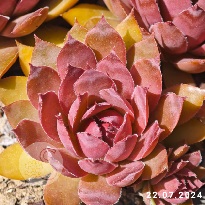 Sempervivum 'Flamingo'