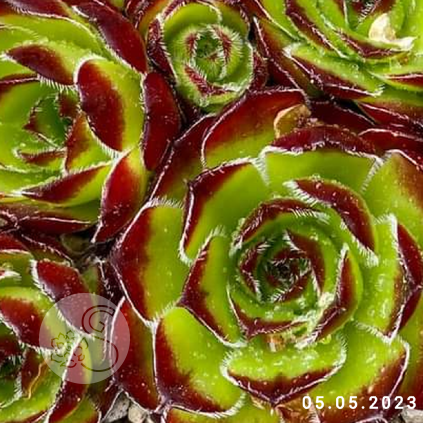 Jovibarba heuffelii 'Sundancer'