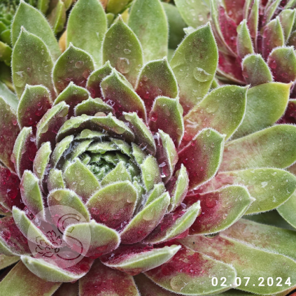 Sempervivum 'Chandra'