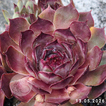 Sempervivum 'Monstermom'