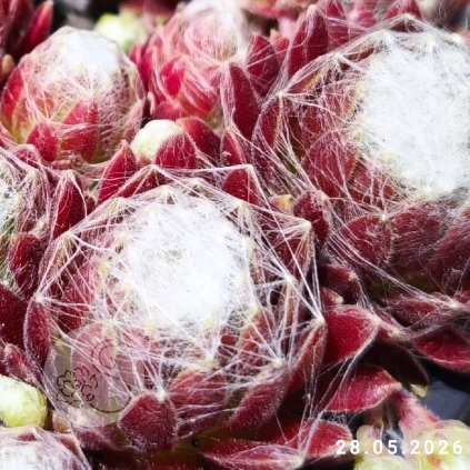 Sempervivum 'Hodi's Spinne'