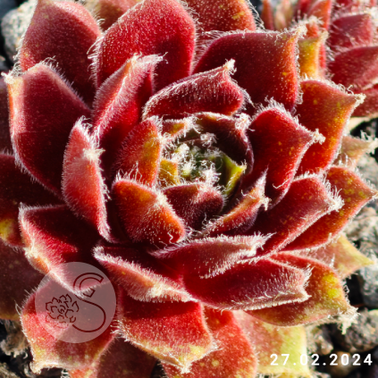 Sempervivum 'Phönix'