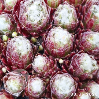 Sempervivum 'Blütenwolke'