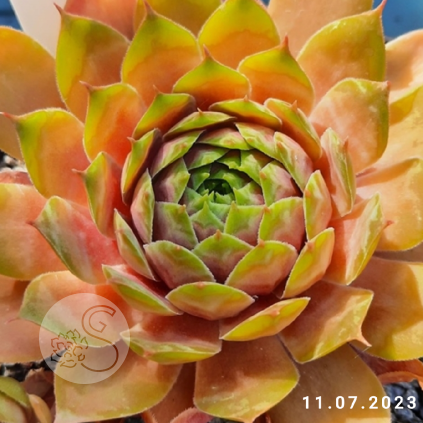 Sempervivum 'Limoncello'