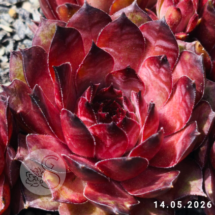 Sempervivum 'Firgrove Early Riser'