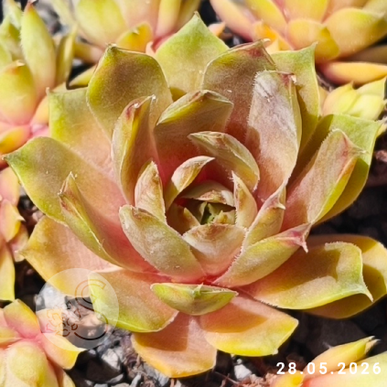 Sempervivum 'C. William'