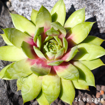 Sempervivum 'My Lemon Queen'