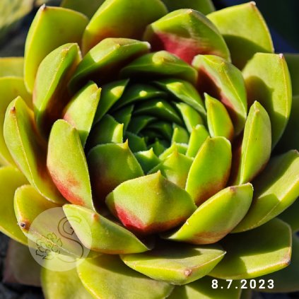 Sempervivum Colorockz® 'Ruby Lime©'