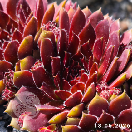 Sempervivum 'Corporal'