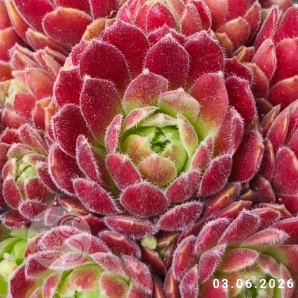 Sempervivum 'Just Peachy'