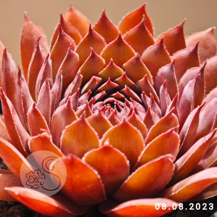Sempervivum 'Volkmar Schara'