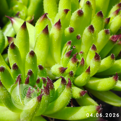 Sempervivum 'Bananas'
