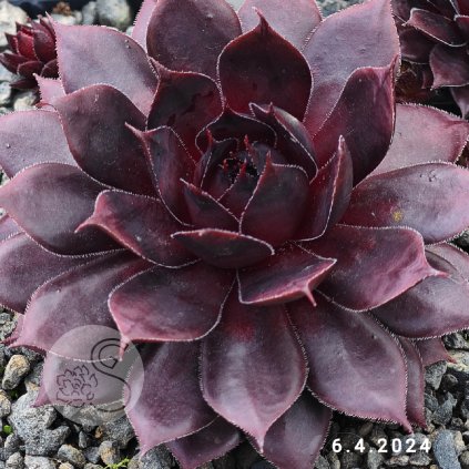 Sempervivum Colorockz® 'Blushing Garnet'©