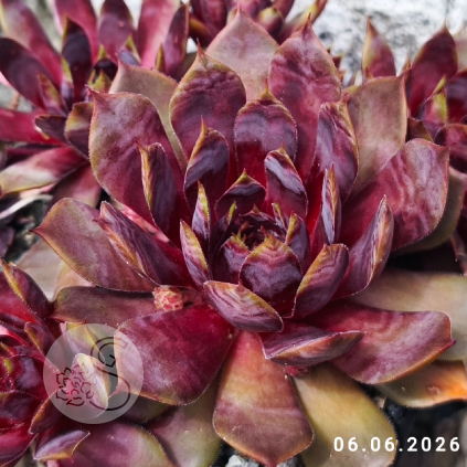 Sempervivum Colorockz® 'Blushing Garnet'©