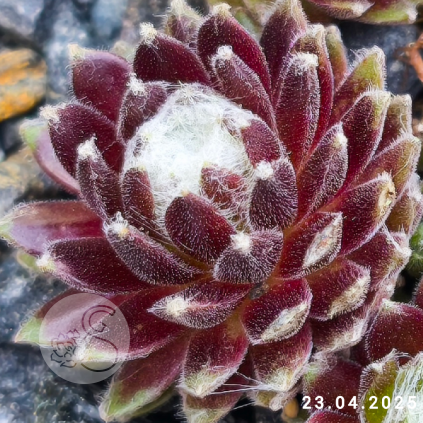 Sempervivum 'Snow Baby'