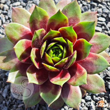 Sempervivum 'Hualālai'