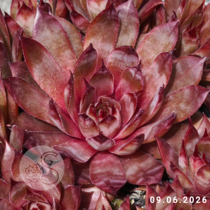 Sempervivum 'Supernova'