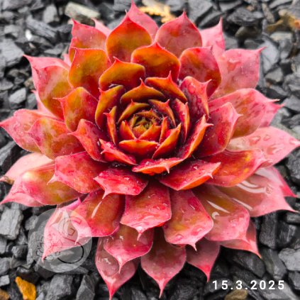 Sempervivum Chick Charms® GIANTS 'Gold Mine'