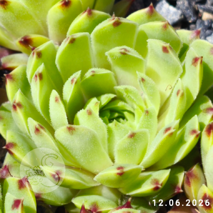 Sempervivum 'Pale Face'
