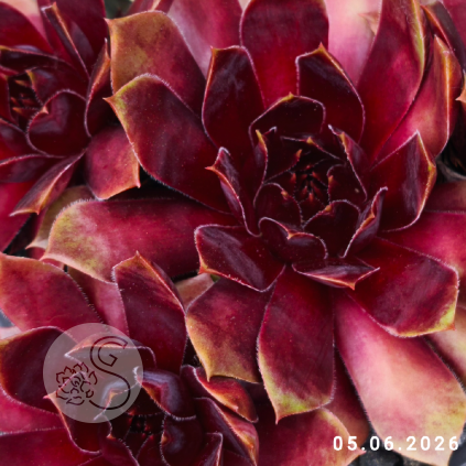Sempervivum 'Red Dazzler'