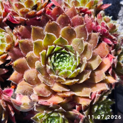 Sempervivum 'Gundi'