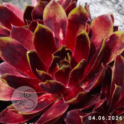 Sempervivum 'Alstergraffiti'