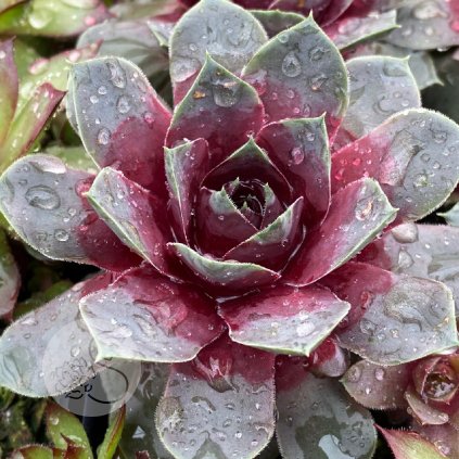 Sempervivum Chick Charms® GIANTS 'Steel Appeal'