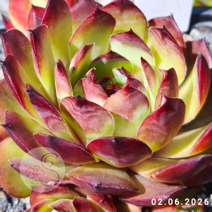Sempervivum 'Diablada'