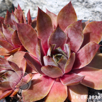 Sempervivum 'Lady Kelly'