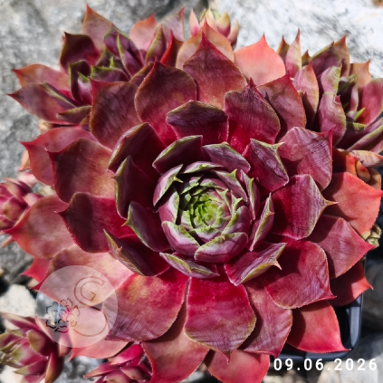 Sempervivum 'Ludmila'
