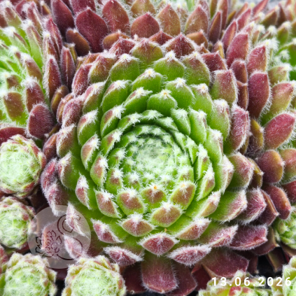 Sempervivum 'Hot Shot'