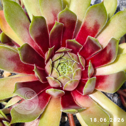 Sempervivum 'Zauberrose'