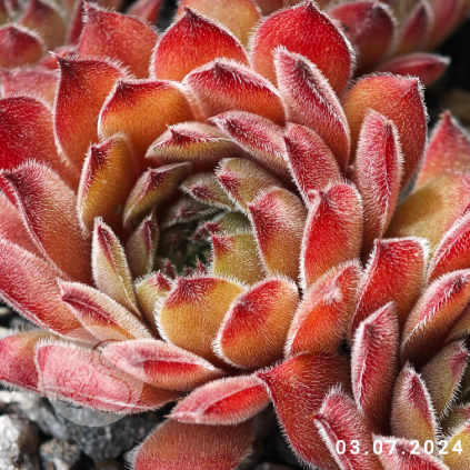Sempervivum 'Anka'