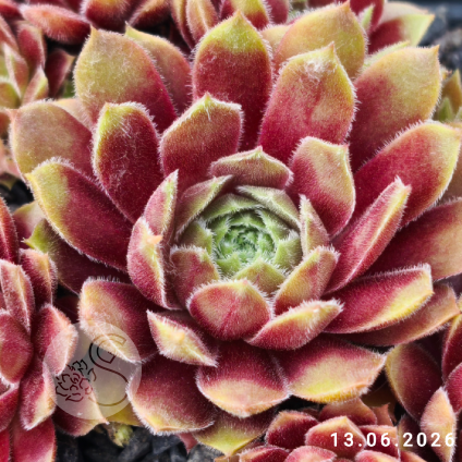 Sempervivum 'Sexy'