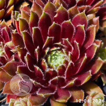 Sempervivum 'Queenie'