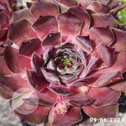 Sempervivum 'Pink Lemonade'