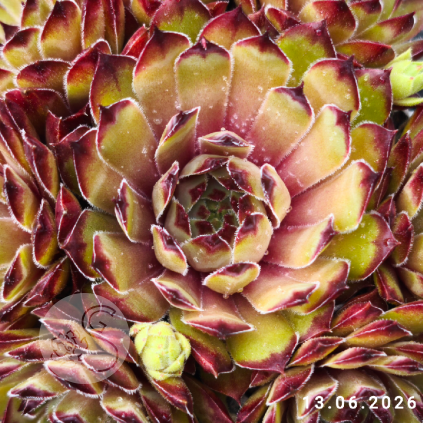Sempervivum 'Grasshopper'