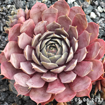 Sempervivum 'Aemilianus'