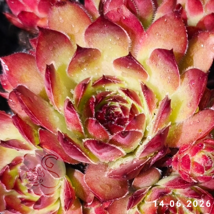 Sempervivum 'Ginger Nut'