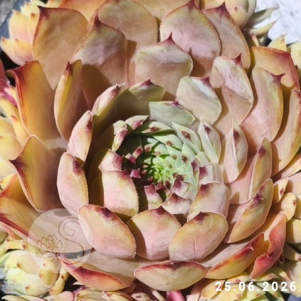 Sempervivum 'Lady Astrid'