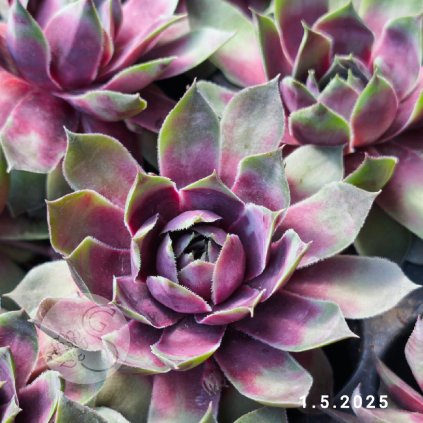 Sempervivum Chick Charms® GIANTS 'Glacier Blue'