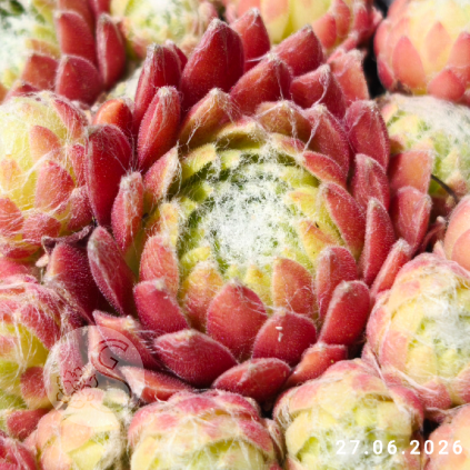 Sempervivum 'Oranje Team'