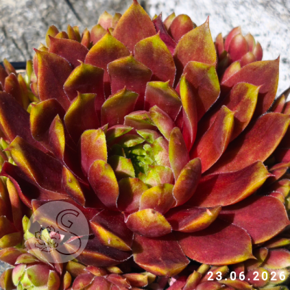 Sempervivum 'Bumbarash'