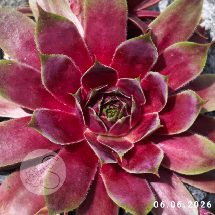Sempervivum 'Claudia'
