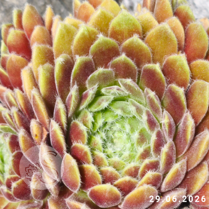 Sempervivum 'Arendsii'