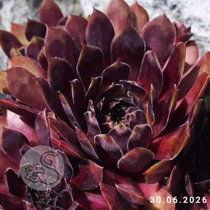 Sempervivum 'Tiefgang'