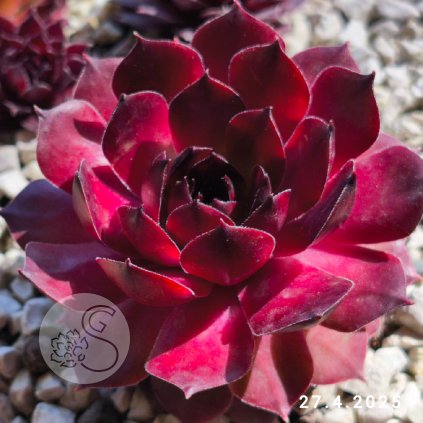 Sempervivum Chick Charms® GIANTS 'Copper Canyon'