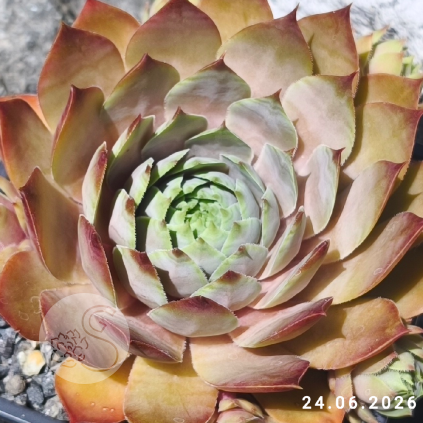 Untitled6 20260703232209