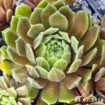 Sempervivum 'Meikeminne'