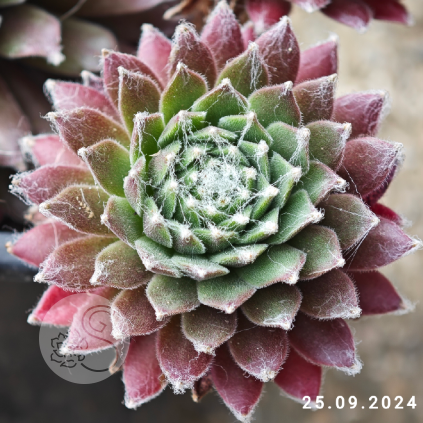 Sempervivum 'Red Spiderman'